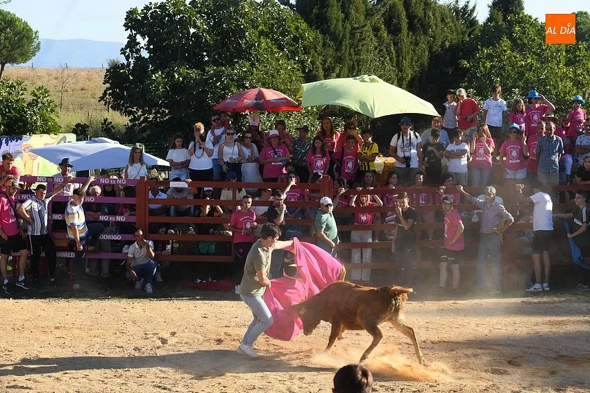 Vaquillas en Pedrotoro/ Fotos Adrián M.Pastor