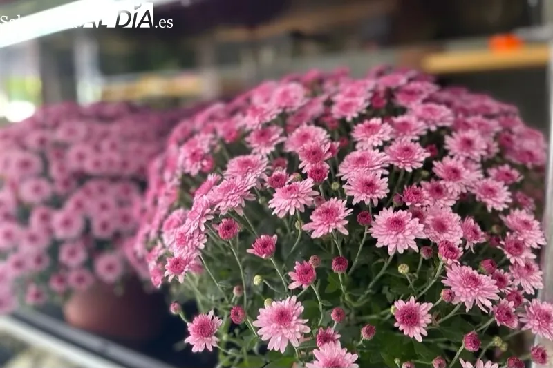 Floristeria Martina esta en el Paseo de la Estación 8 en Peñaranda