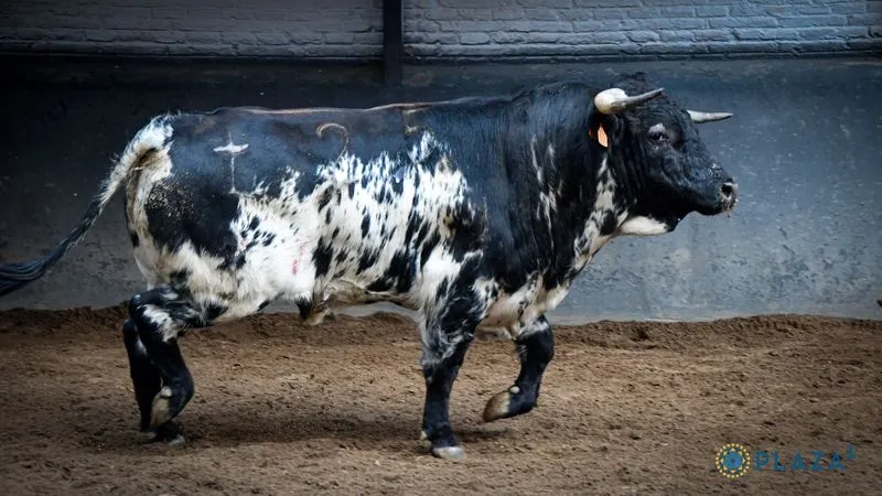 Foto 5 - Los novillos de Lorenzo Rodr&iacute;guez Espioja que se lidiar&aacute;n esta tarde en Las Ventas