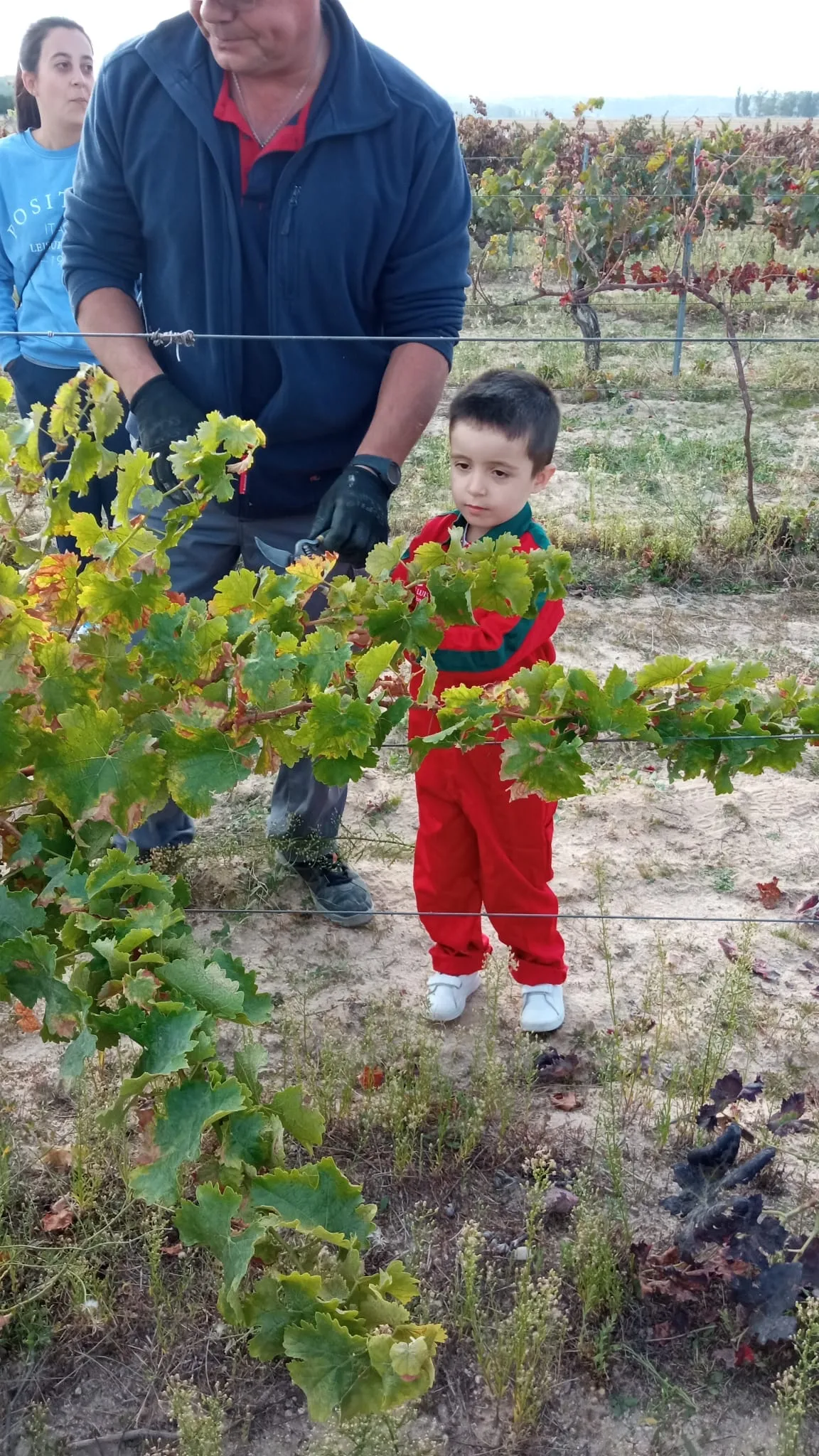 Amigos y vecinos de Santiago de la Puebla se reunía para realizar la vendimia 