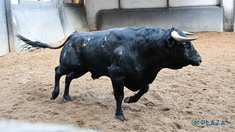 Foto 2 - Los novillos de Lorenzo Rodr&iacute;guez Espioja que se lidiar&aacute;n esta tarde en Las Ventas