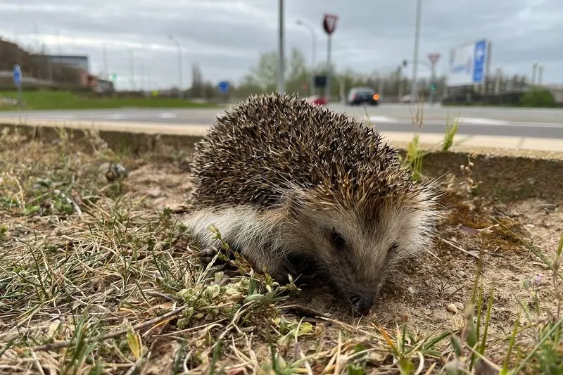 Foto ganadora del tercer premio de adultos, La ciudad no es para mi