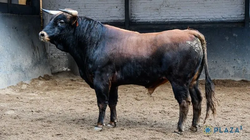 Foto 3 - Los novillos de Lorenzo Rodr&iacute;guez Espioja que se lidiar&aacute;n esta tarde en Las Ventas