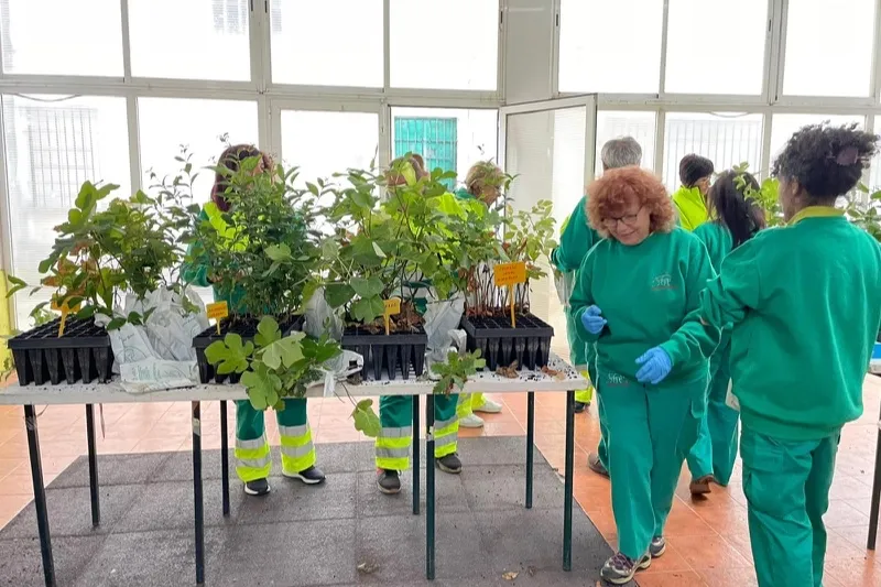 Más de mil árboles llegaban hoy a Peñaranda