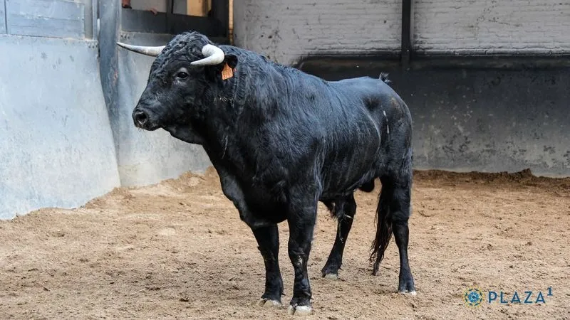 Foto 6 - Los novillos de Lorenzo Rodr&iacute;guez Espioja que se lidiar&aacute;n esta tarde en Las Ventas