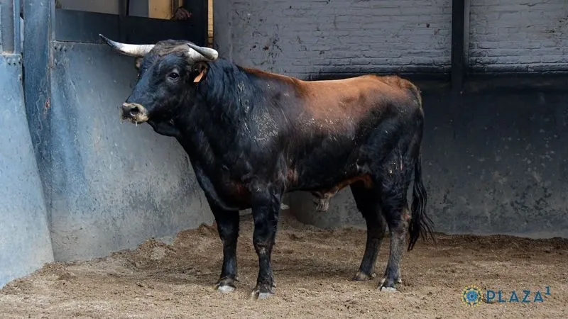 Foto 4 - Los novillos de Lorenzo Rodr&iacute;guez Espioja que se lidiar&aacute;n esta tarde en Las Ventas