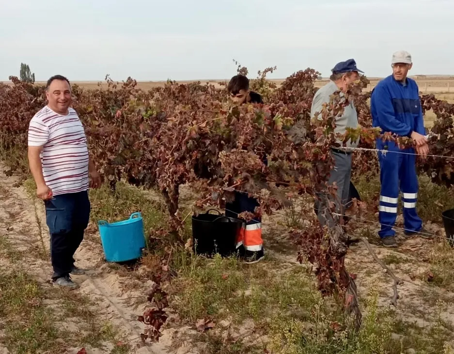 Amigos y vecinos de Santiago de la Puebla se reunía para realizar la vendimia 