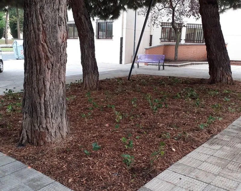 Foto 2 - Mejoras en la zona ajardinada de la calle Lugo de Salamanca