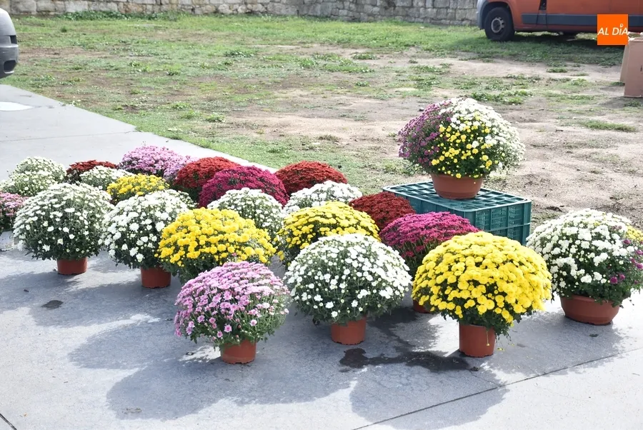 Foto 3 - Las flores se suman al mercadillo sabatino