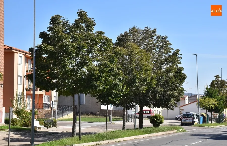 Foto 4 - Desesperaci&oacute;n entre vecinos de la Avenida de B&eacute;jar por una 'plaga' de estorninos