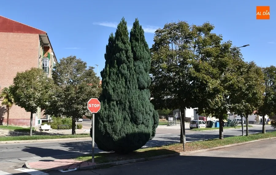 Foto 5 - Desesperaci&oacute;n entre vecinos de la Avenida de B&eacute;jar por una 'plaga' de estorninos