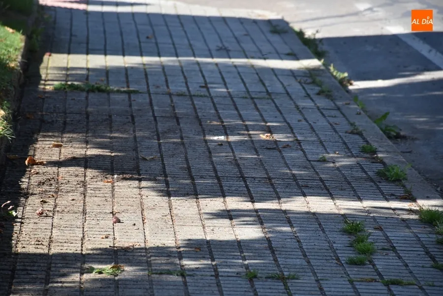Foto 2 - Desesperaci&oacute;n entre vecinos de la Avenida de B&eacute;jar por una 'plaga' de estorninos