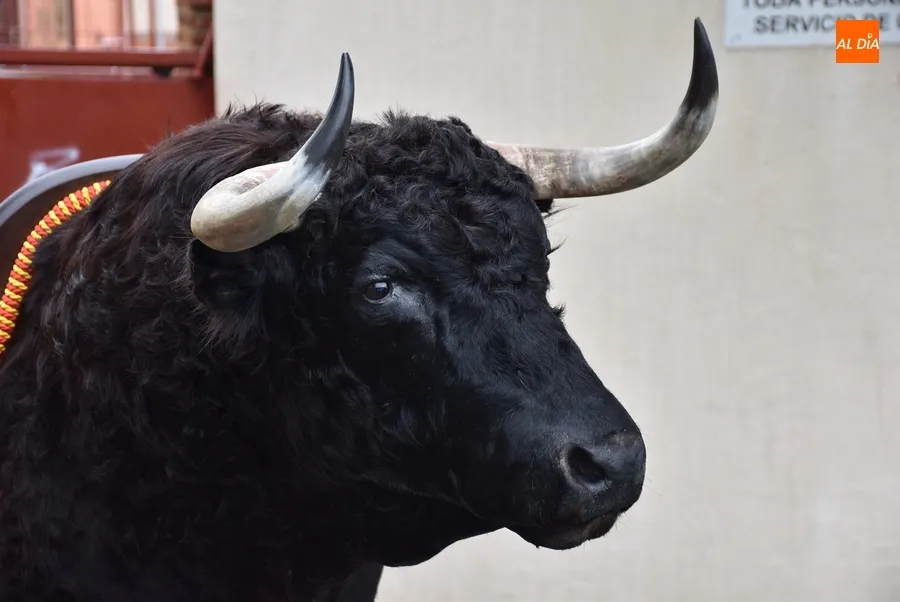 Foto 6 - El Carnaval 2023 llega de forma definitiva a su fin con la entrega de la cabeza del Toro del Antruejo