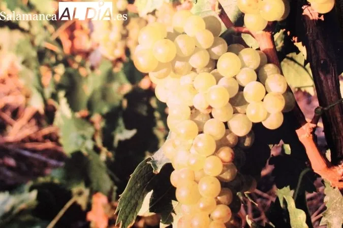 El pan y el vino, metáfora del carácter portugués | Reportaje Gráfico de R. MARTÍN-GARAY desde el Museo del Pan y el Vino de Favaios (Portugal) 