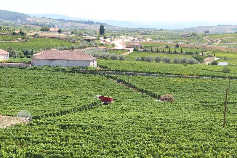 Foto 3 - El pan y el vino, met&aacute;fora del car&aacute;cter portugu&eacute;s