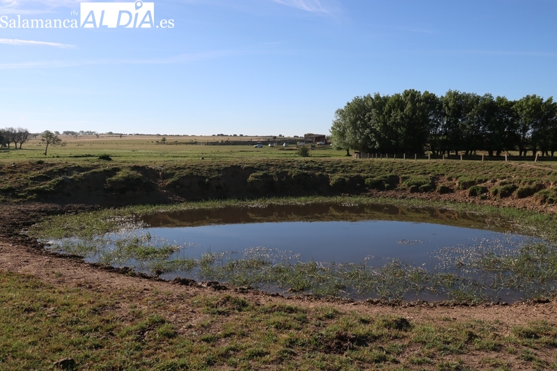 ASAJA Salamanca critica que los ganaderos salmantinos reciban la mitad de la ayuda que reciben extremeños y andaluces por la sequía / CORRAL