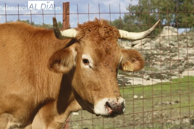 Decapación de la piel en zonas húmedas como el hocico y las ubres |  Fotos:  Corral