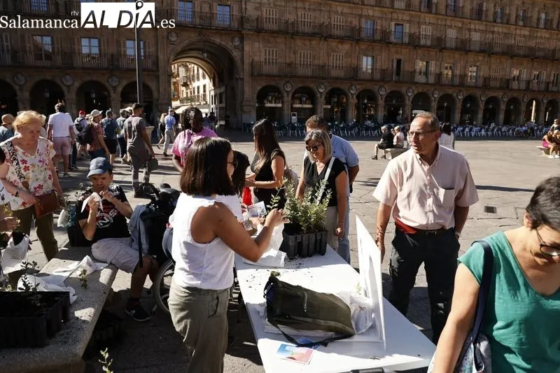 Actos de ASPACE en la Plaza Mayor de Salamanca con motivo del Día Mundial de la Parálisis Cerebral