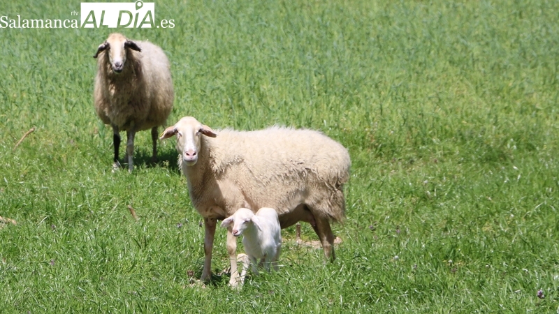 Corderos y lechazos vuelven a cotizar al alza / CORRAL