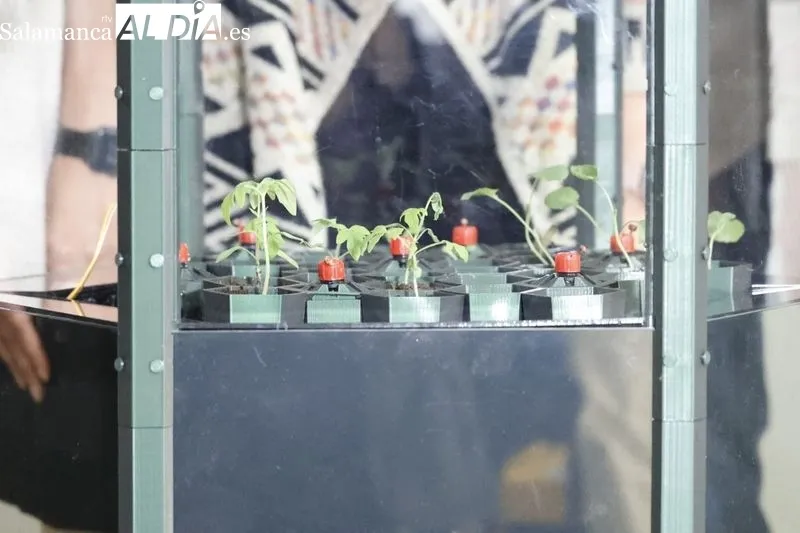 Presentación de “SeedHouse”, un semillero inteligente diseñado para su uso en actividades educativas y de investigación relacionadas con la agricultura, la botánica y la conservación ambiental. Foto de David Sañudo