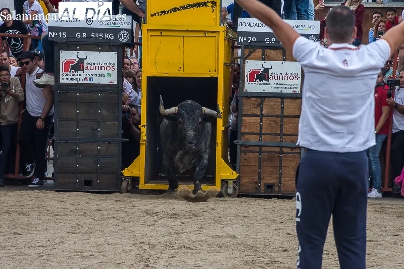 Foto 10 - El toro del caj&oacute;n vuelve por sus fueros: lleno hasta la bandera