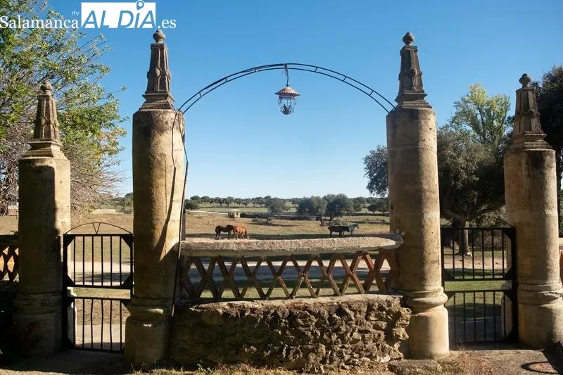 Ganadería de Vellosino. Foto de Pablo Angular