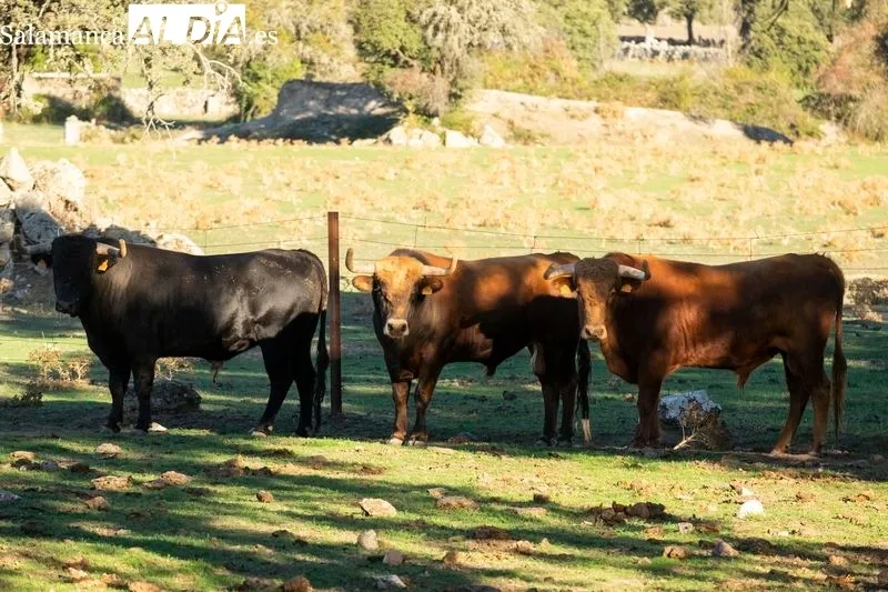 Ganadería de Vellosino. Foto de Pablo Angular