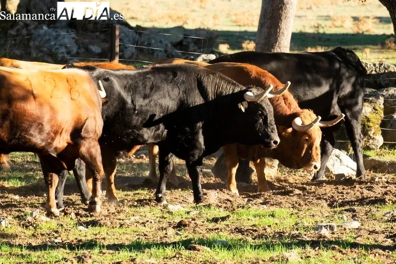 Ganadería de Vellosino. Foto de Pablo Angular