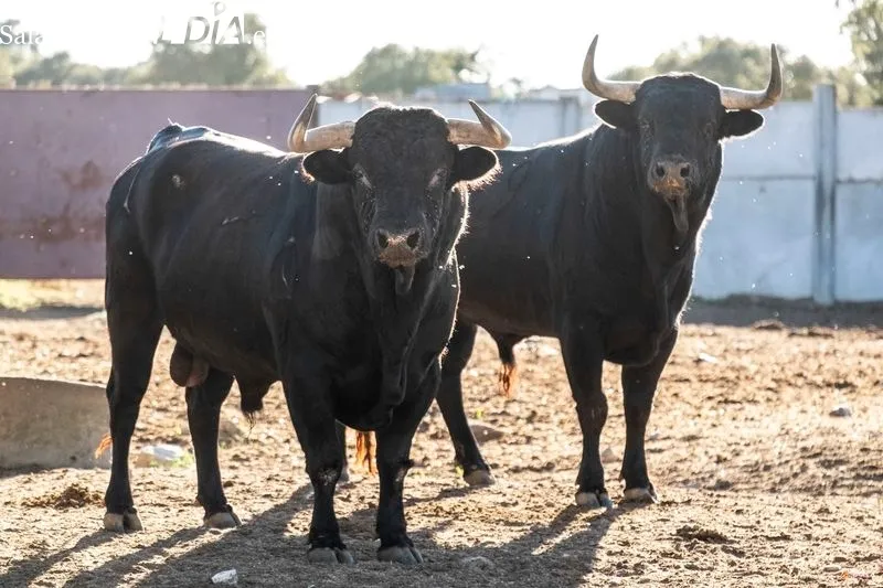 Ganadería de Vellosino. Foto de Pablo Angular