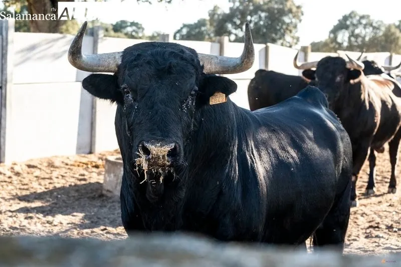 Ganadería de Vellosino. Foto de Pablo Angular