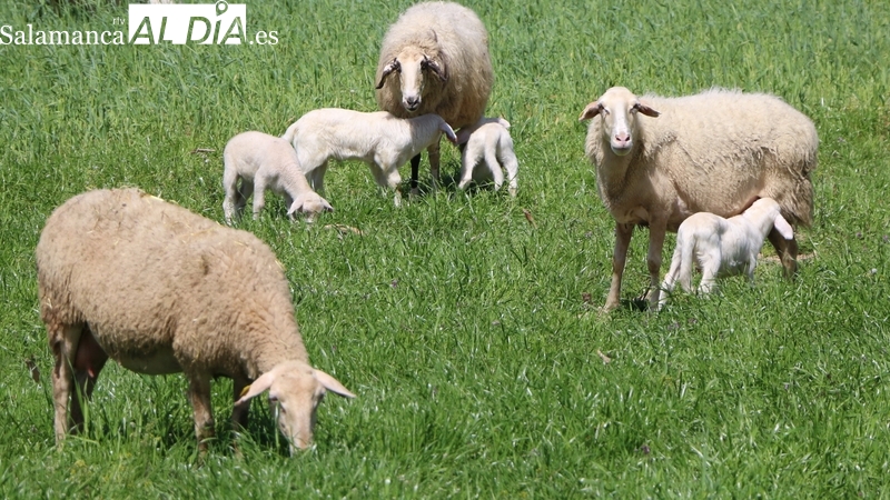 Lechazos y corderos vuelven a subir tras el parón de la semana pasada / CORRAL