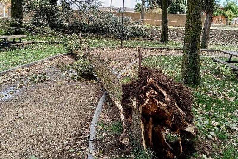 Caída de árboles en La Alameda de Villoria por los fuertes vientos del temporal
