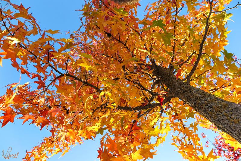 Foto 1 - Colores de otoño 