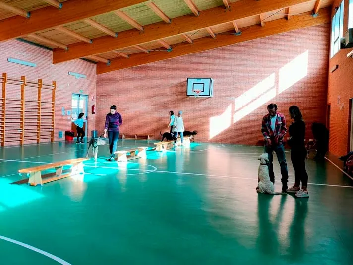 Talleres Básicos de Adiestramiento Canino para de estrechar la relación del dueño con el perro 