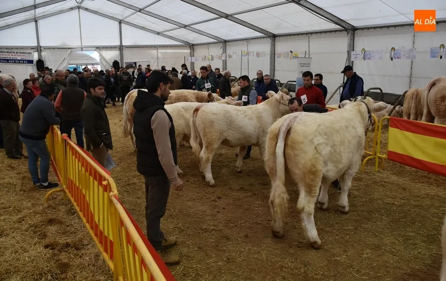 Foto 5 - La Feria de San Andr&eacute;s estrena su car&aacute;cter Nacional con buen ambiente pese a la lluvia constante