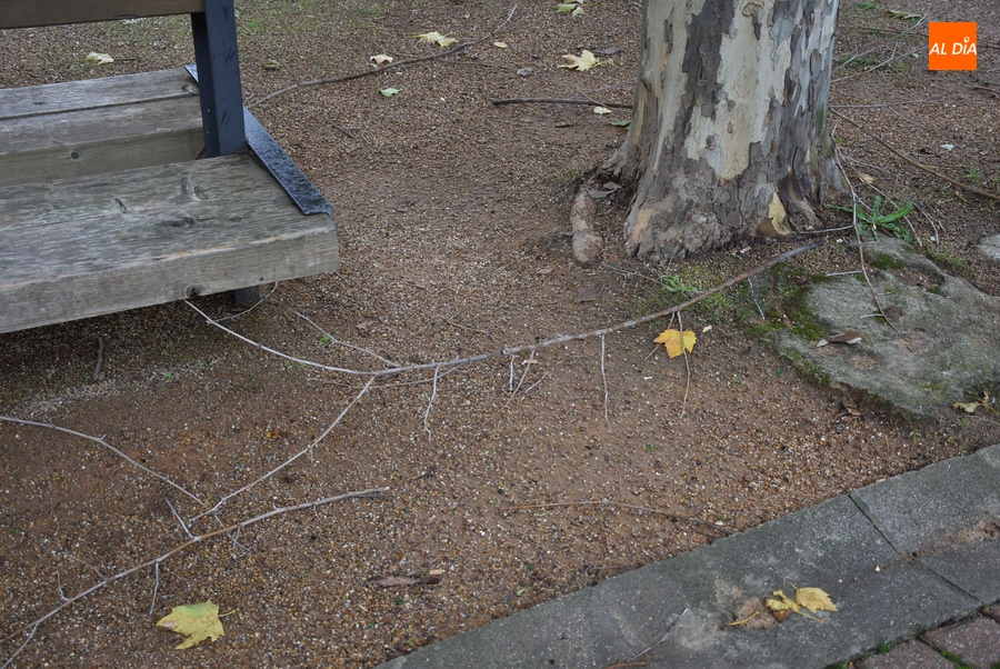 Foto 5 - Ciarán deja múltiples ramas caídas en los parques mirobrigenses