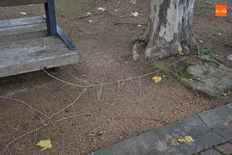 Foto 5 - Ciar&aacute;n deja m&uacute;ltiples ramas ca&iacute;das en los parques mirobrigenses