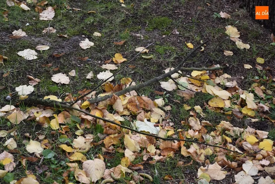 Foto 9 - Ciar&aacute;n deja m&uacute;ltiples ramas ca&iacute;das en los parques mirobrigenses