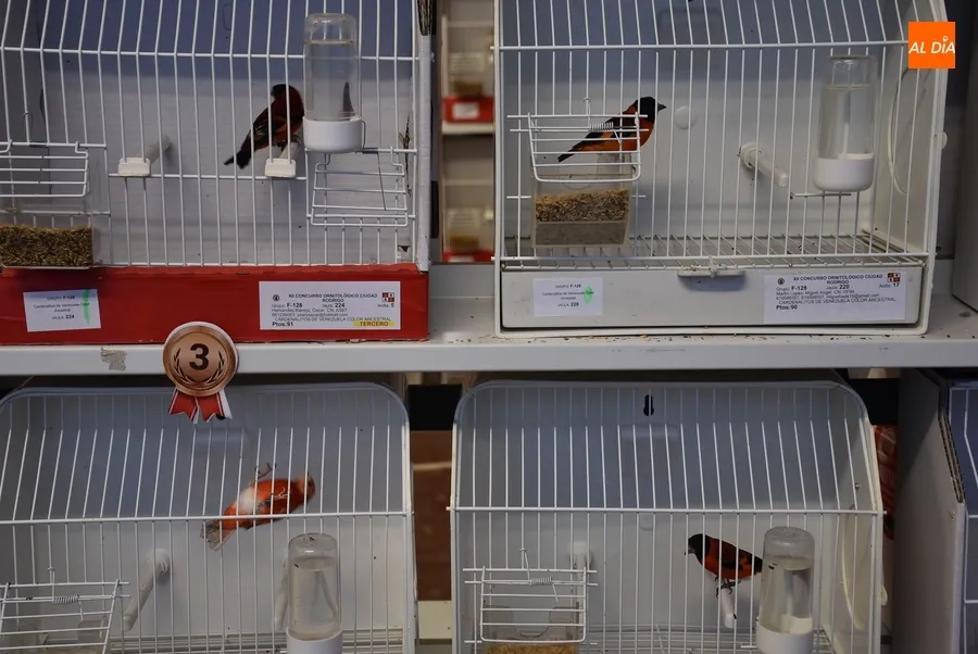Foto 7 - Abierta al p&uacute;blico con unos 650 ejemplares la exposici&oacute;n del 12&ordm; Concurso Ornitol&oacute;gico