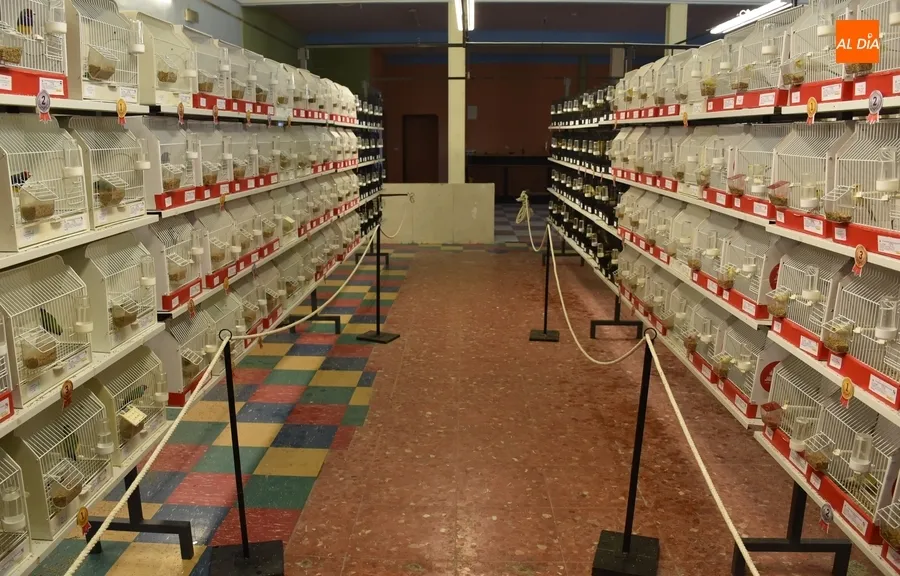 Foto 9 - Abierta al p&uacute;blico con unos 650 ejemplares la exposici&oacute;n del 12&ordm; Concurso Ornitol&oacute;gico