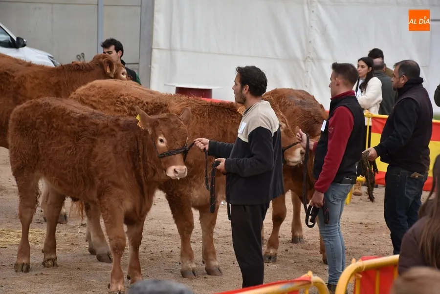 Foto 3 - Proclamados los primeros triunfadores entre los 101 animales asistentes a la Feria de San Andr&eacute;s 