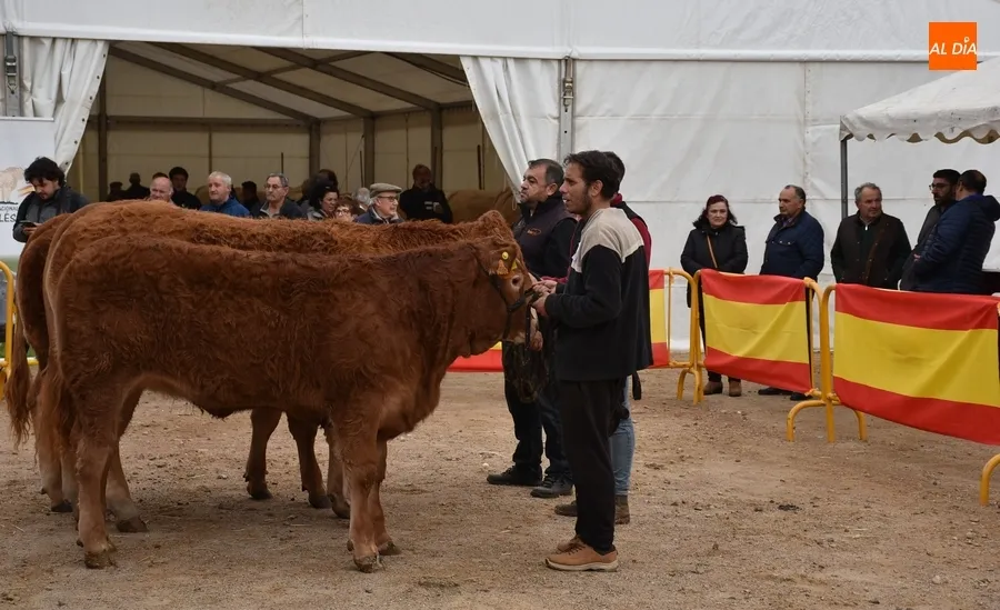 Foto 5 - Proclamados los primeros triunfadores entre los 101 animales asistentes a la Feria de San Andr&eacute;s 