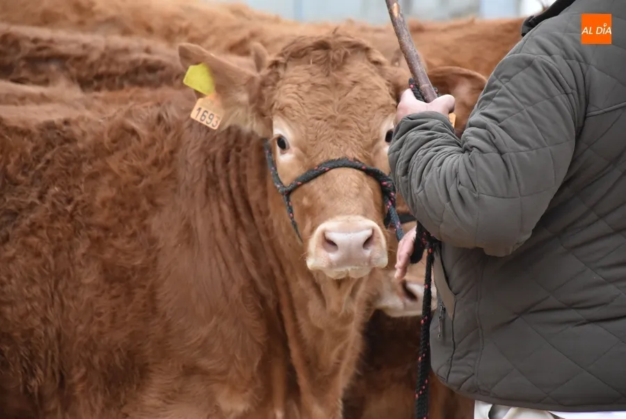Foto 6 - Proclamados los primeros triunfadores entre los 101 animales asistentes a la Feria de San Andr&eacute;s 