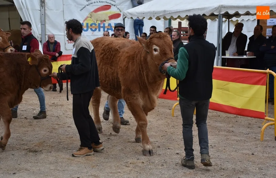 Foto 10 - Proclamados los primeros triunfadores entre los 101 animales asistentes a la Feria de San Andr&eacute;s 