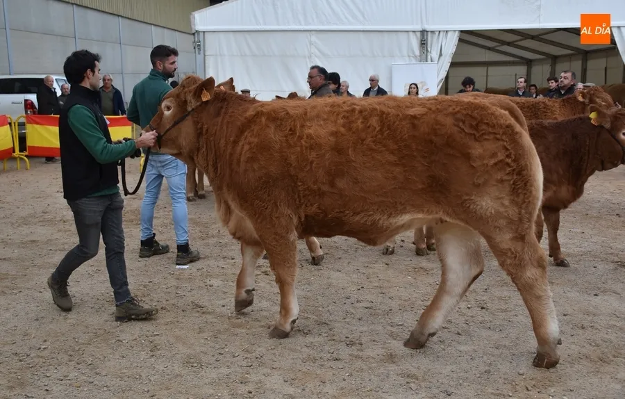 Foto 11 - Proclamados los primeros triunfadores entre los 101 animales asistentes a la Feria de San Andr&eacute;s 
