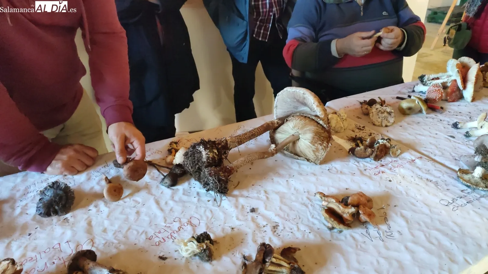 Interesante jornada micológica en Aldeadávila de la Ribera promovida por ADEZOS y que ha contado con la colaboración del Ayuntamiento / CORRAL   