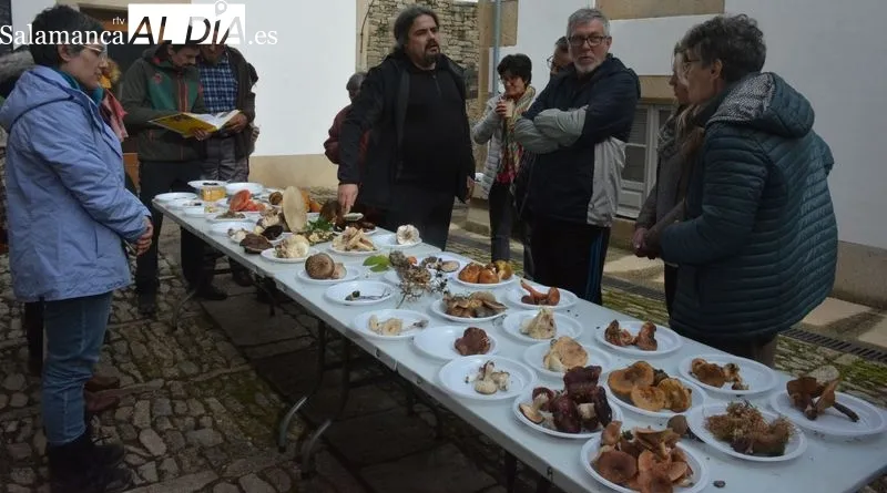 La Quedada Micológica incluyó la salida al campo y la exposición de las setas recogidas