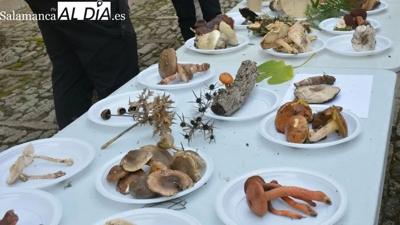 La Quedada Micológica incluyó la salida al campo y la exposición de las setas recogidas