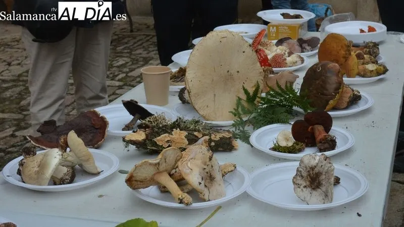 La Quedada Micológica incluyó la salida al campo y la exposición de las setas recogidas