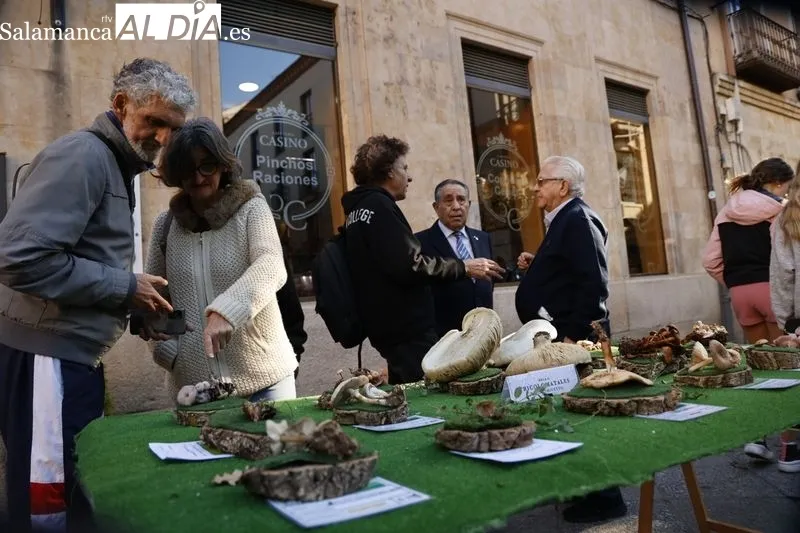 Exposición de setas en la plaza de la Libertad. Fotos: David Sañudo.